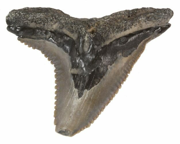 Large Fossil Hemipristis Shark Tooth - Maryland #42497